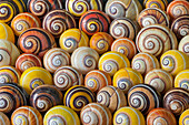 Land Snail (Polymita picta) group for sale, Cuba
