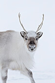 Svalbard Reindeer (Rangifer tarandus platyrhynchus) male in winter, Svalbard, Spitsbergen, Norway