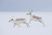 Svalbard Reindeer (Rangifer tarandus platyrhynchus) males running and jumping in snow, Svalbard, Spitsbergen, Norway