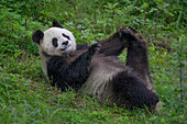Giant Panda (Ailuropoda melanoleuca) stretching, China