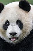 Giant Panda (Ailuropoda melanoleuca) juvenile, China