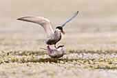 Whiskered Tern (Chlidonias hybrida) pair mating on newly built nest, Danube Delta, Romania
