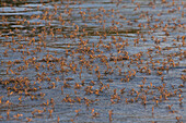 Tisza Mayfly (Palingenia longicauda) swarming, Danube Delta, Romania