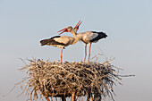 White Stork (Ciconia ciconia) pair courting at nest, Danube Delta, Romania
