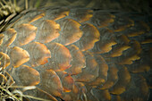 Cape Pangolin (Manis temminckii) scales, northern Botswana