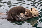 Sea Otter (Enhydra lutris) mother and three day old newborn pup, Monterey Bay, California