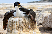 Blue-eyed Cormorant (Phalacrocorax atriceps) spreading wings over nest, Sea Lion Island, Falkland Islands