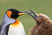 King Penguin (Aptenodytes patagonicus) chick begging for food, Saunders Island, Falkland Islands