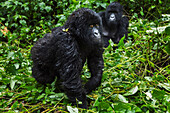 Mountain Gorilla (Gorilla gorilla beringei) juvenile running, Virunga National Park, Democratic Republic of the Congo