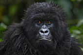 Mountain Gorilla (Gorilla gorilla beringei) juvenile, Virunga National Park, Democratic Republic of the Congo