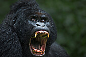 Mountain Gorilla (Gorilla gorilla beringei) silverback in defensive posture, Virunga National Park, Democratic Republic of the Congo