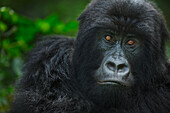 Mountain Gorilla (Gorilla gorilla beringei) female, Virunga National Park, Democratic Republic of the Congo