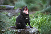 Tasmanian Devil (Sarcophilus harrisii) in defensive posture, Tasmania, Australia