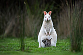 Red-necked Wallaby (Macropus rufogriseus), white-morph mother, with brown joey, Bruny Island, Tasmania, Australia