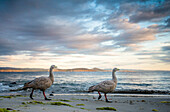 Cape Barren Goose (Cereopsis novaehollandiae) pair on beach, Maria Island National Park, Tasmania, Australia