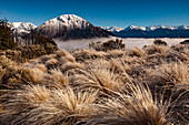 Frosted tussock grass, Waimakariri River, Mount Cass, Canterbury, South Island, New Zealand