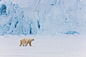 Polar Bear (Ursus maritimus) male walking on frozen fjord in front of glacier, Svalbard, Norway