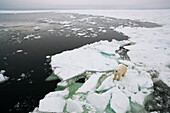 Polar Bear (Ursus maritimus) on ice floe, Svalbard, Norway