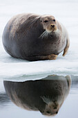 Bearded Seal (Erignathus barbatus) on ice floe, Svalbard, Norway