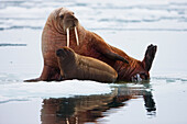 Walrus (Odobenus rosmarus) mother with calf on ice floe, Svalbard, Norway