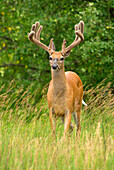 White-tailed Deer (Odocoileus virginianus) buck in velvet, North America