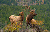 Elk (Cervus elaphus) female and bull, North America