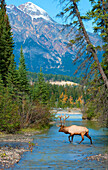 Elk (Cervus elaphus) bull crossing creek, North America