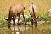 Elk (Cervus elaphus) calves drinking, North America