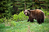 Grizzly Bear (Ursus arctos horribilis), North America