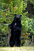 Black Bear (Ursus americanus) male scent-marking, North America