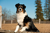 Australian Shepherd (Canis familiaris) female