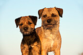 Border Terrier (Canis familiaris) male and female