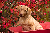 Chesapeake Bay Retriever (Canis familiaris) puppy