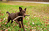 Chesapeake Bay Retriever (Canis familiaris) puppy playing