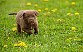 Chesapeake Bay Retriever (Canis familiaris) puppy running