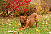 Dogue De Bordeaux (Canis familiaris) juvenile male playing