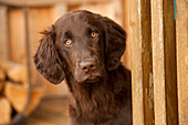 Flat-coated Retriever (Canis familiaris) puppy