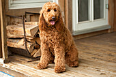 Goldendoodle (Canis familiaris)