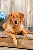 Golden Retriever (Canis familiaris) female