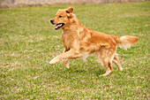 Golden Retriever (Canis familiaris) male running