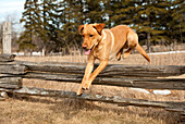 Yellow Labrador Retriever (Canis familiaris) male jumping over fence