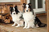 Shetland Sheepdog (Canis familiaris) pair