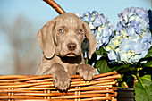 Weimaraner (Canis familiaris) puppy in a basket