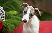 Whippet (Canis familiaris) puppy