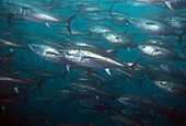 Pacific Bluefin Tuna (Thunnus orientalis) school,vulnerable, Baja California, Mexico