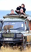 Leopard (Panthera pardus) cub on safari vehicle with tourists, Masai Mara, Kenya