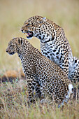 Leopard (Panthera pardus) mother snarling with son, Masai Mara, Kenya