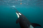 Orca (Orcinus orca) mother and calf, Hokkaido, Japan