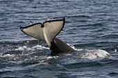 Orca (Orcinus orca) tail slapping, Hokkaido, Japan