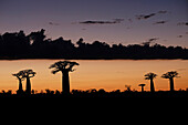 Baobab (Adansonia sp) trees silhouetted at sunset, Morondava, Madagascar